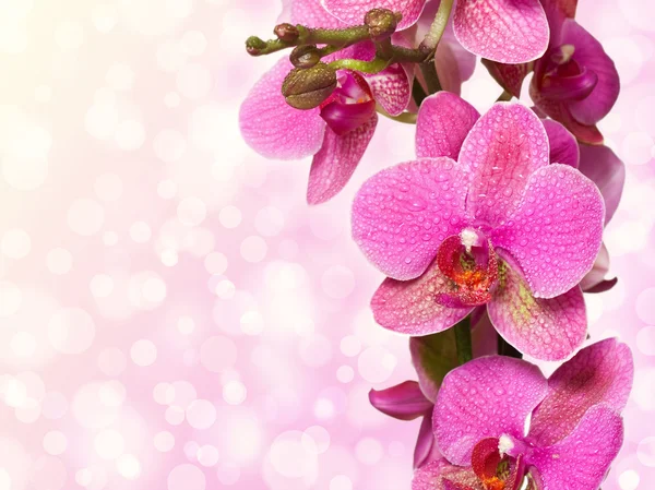 Орхидея изолирована на розовом фоне — стоковое фото