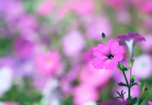 Petúnie květ — Stock fotografie