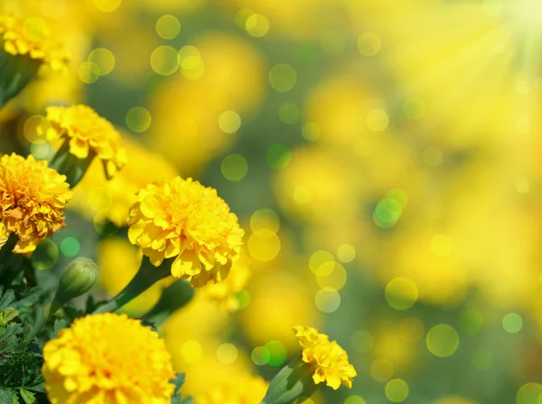 Tagetes květ — Stock fotografie