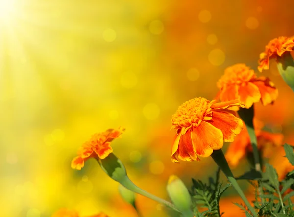 Tagetes çiçek — Stok fotoğraf