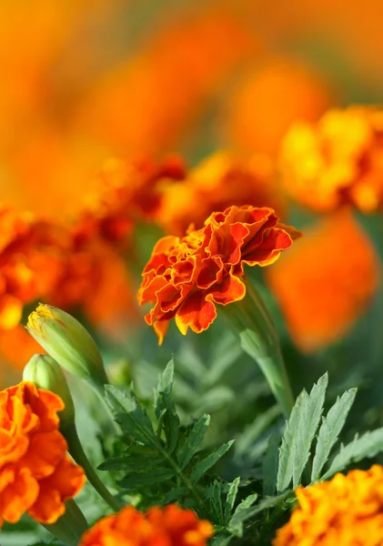 Tagetes λουλούδι — Φωτογραφία Αρχείου