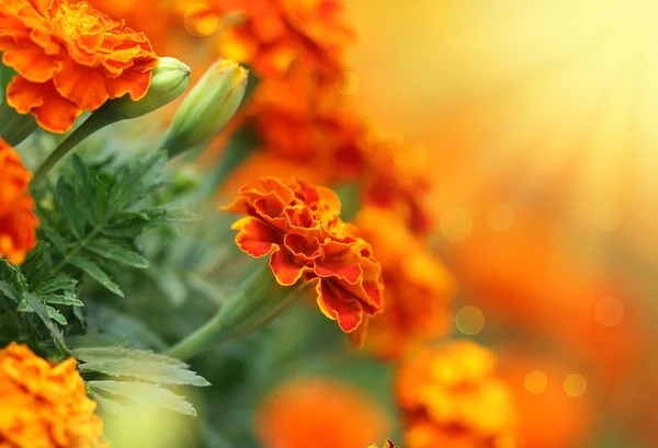 Tagetes blomst – stockfoto
