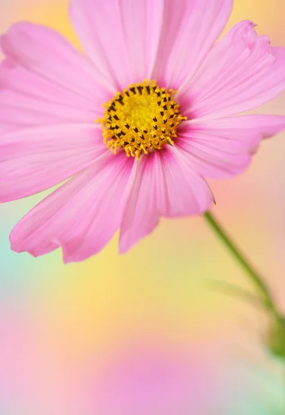 Rosa Kosmos-Blume — Stockfoto