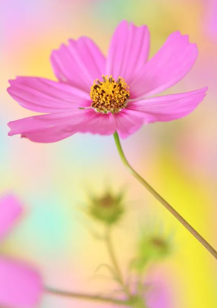 Kosmos květ — Stock fotografie