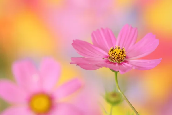 Roze kosmos bloem — Stockfoto