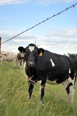 Kansas Dairy Cow by Fence clipart