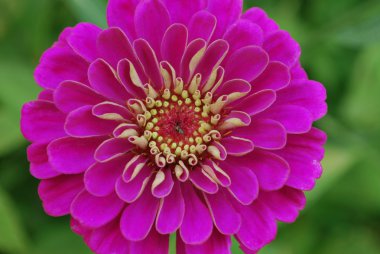 Pink Zinnia Flower clipart