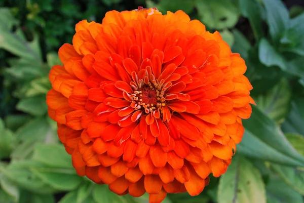 Leuchtend orange Zinnia-Blüte — Stockfoto