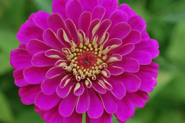 Flor de zinnia rosa —  Fotos de Stock