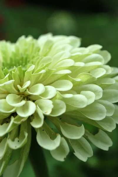 Witte zinnia bloem — Stockfoto