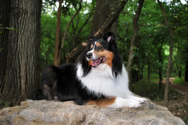 Szczęśliwy sheltie pies kładzie na skale — Zdjęcie stockowe