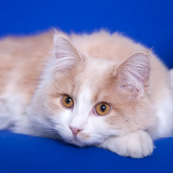 Gatto su sfondo blay — Foto Stock