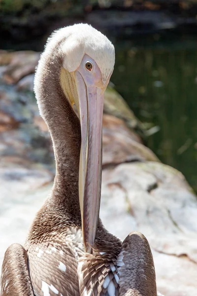 Porträt eines schönen Pelikans — Stockfoto