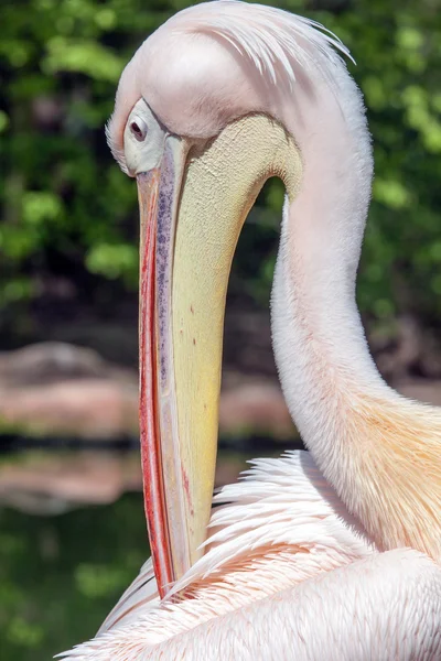 Портрет красиві Пелікан — стокове фото