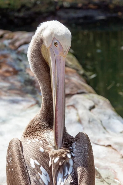 Портрет красиві Пелікан — стокове фото