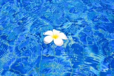 havuzda beyaz çiçekler