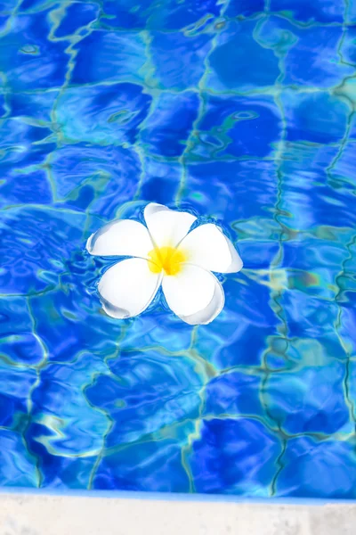 stock image White flowers in the pool