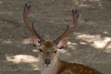 Sika geyiği, nara, Japonya