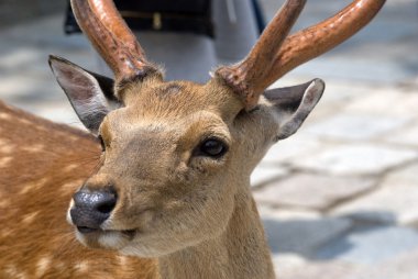 Sika geyiği, nara, Japonya