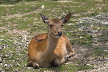 Sika geyiği, nara, Japonya