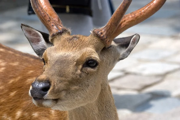 stock image Sika deer, Nara, Japan