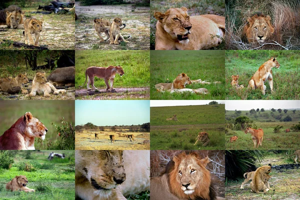 stock image Lions and lionesses