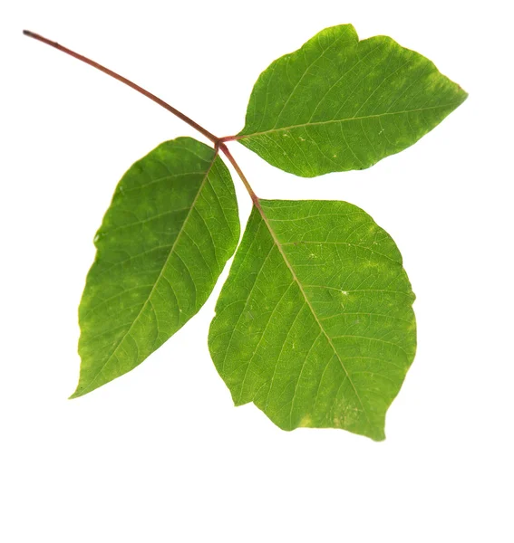 Trzy liście trujący bluszcz na białym tle — Zdjęcie stockowe
