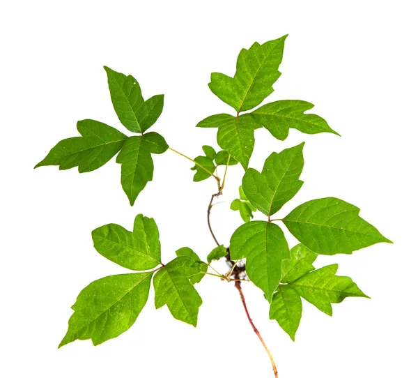 Trois feuilles Poison Ivy isolé — Photo
