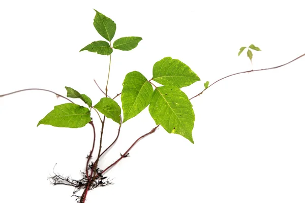Três folhas de veneno Ivy isolado — Fotografia de Stock