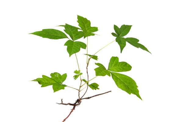 Três folhas de veneno Ivy isolado Imagens Royalty-Free