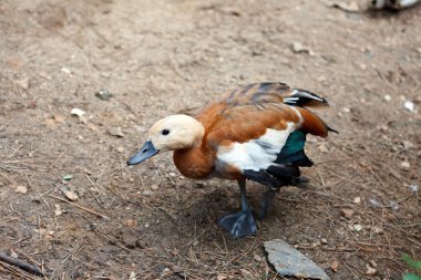 Duck on the ground clipart