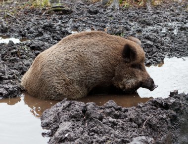 Wild Boar In puddle clipart