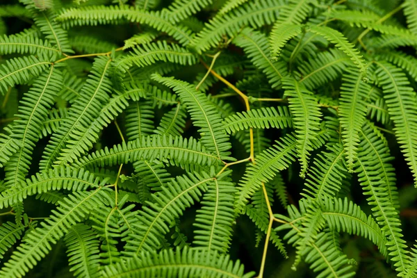 Tropical fern — Stock Photo, Image