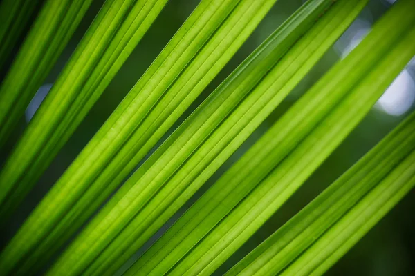 stock image Tropical leaf