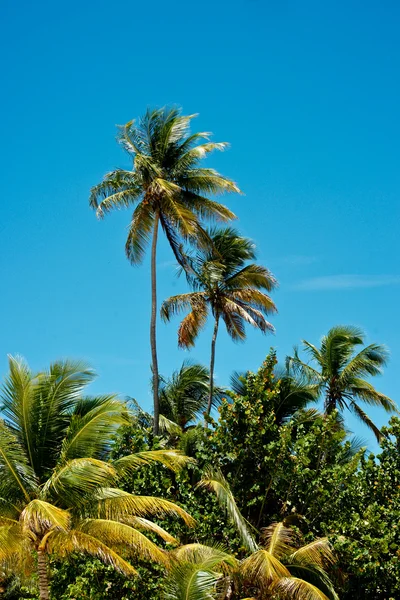 熱帯の島 — ストック写真