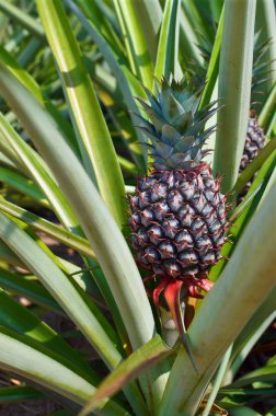 çiftlik, tropikal meyve taze ananas