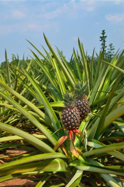 çiftlik, tropikal meyve taze ananas