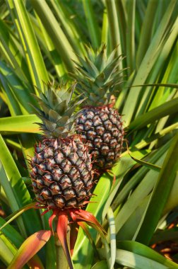 çiftlik, tropikal meyve taze ananas