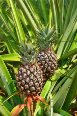 çiftlik, tropikal meyve taze ananas