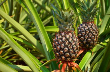 çiftlik, tropikal meyve taze ananas