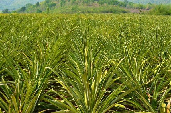 Ananas gård fältet — Stockfoto