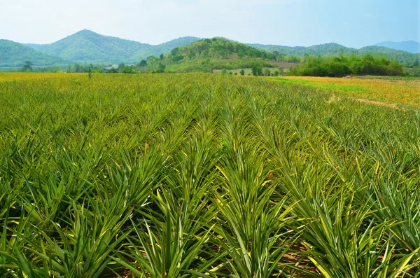 Pineapple farm and blue sky — Stock Photo, Image