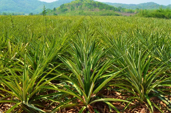 Ananas boerderij veld — Stockfoto