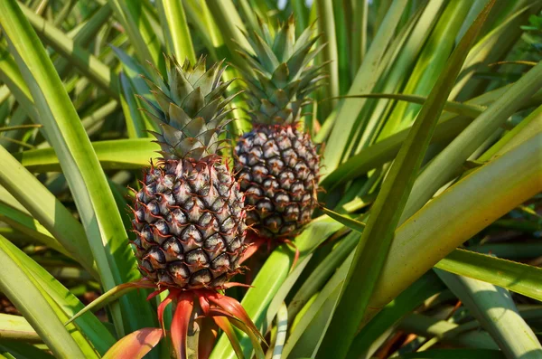 çiftlik, tropikal meyve taze ananas