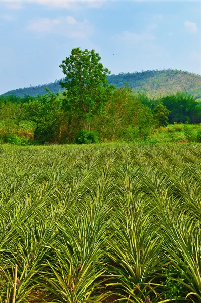 Pineapple farm and blue sky — Stock Photo, Image