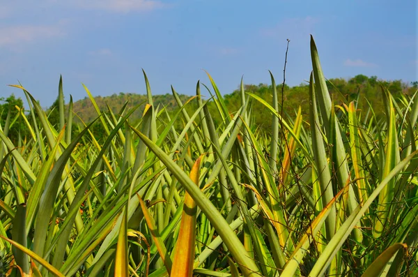 Abacaxi fazenda e céu azul — Fotografia de Stock