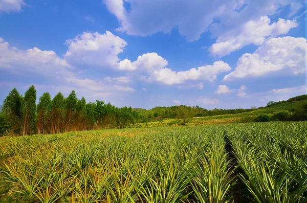 Abacaxi fazenda e céu azul — Fotografia de Stock
