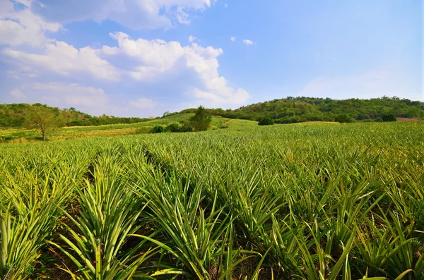 Ananas boerderij en blauwe hemel — Stockfoto