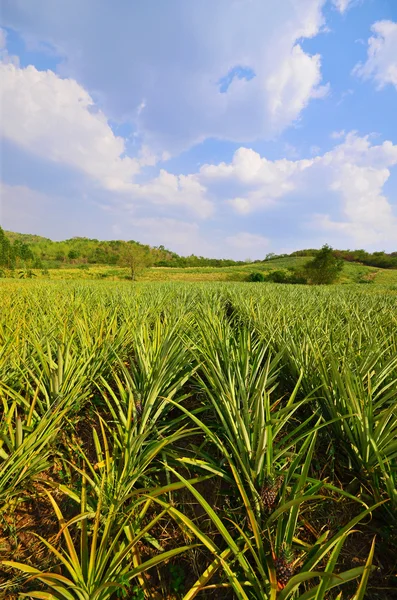 Ananas boerderij en blauwe hemel — Stockfoto