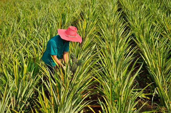 Colheita de agricultores na exploração de ananás — Fotografia de Stock
